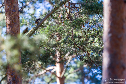 Pic Epeiche - Great Spotted Woodpecker