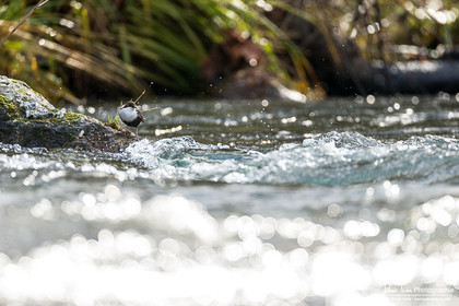 Cincle Plongeur - White-throated dipper  : Cinclus Cinclus