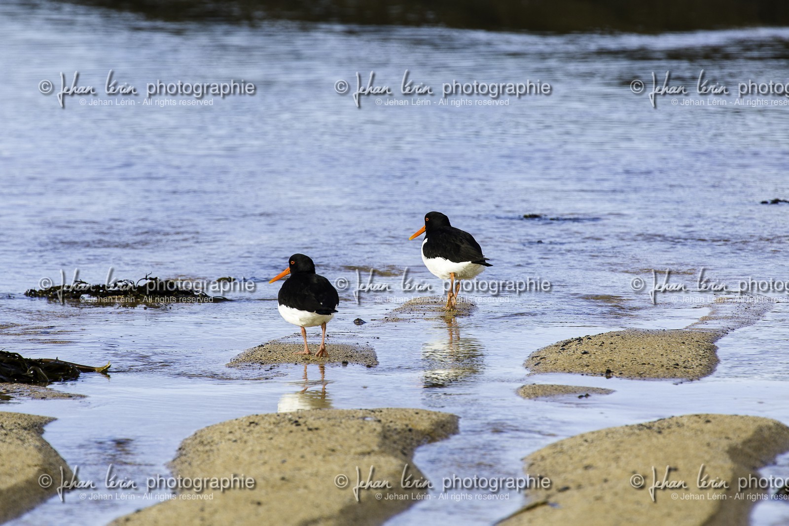 ytri-tunga-beach_peninsule-de-snaefellsnes_islande_22-03-2015-3057.jpg