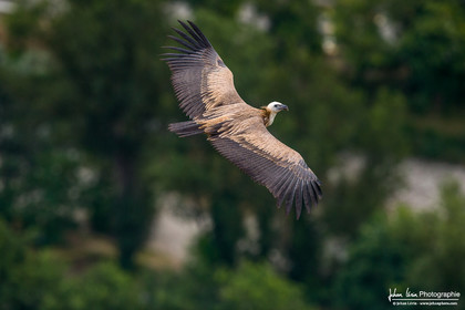 Vautour fauve