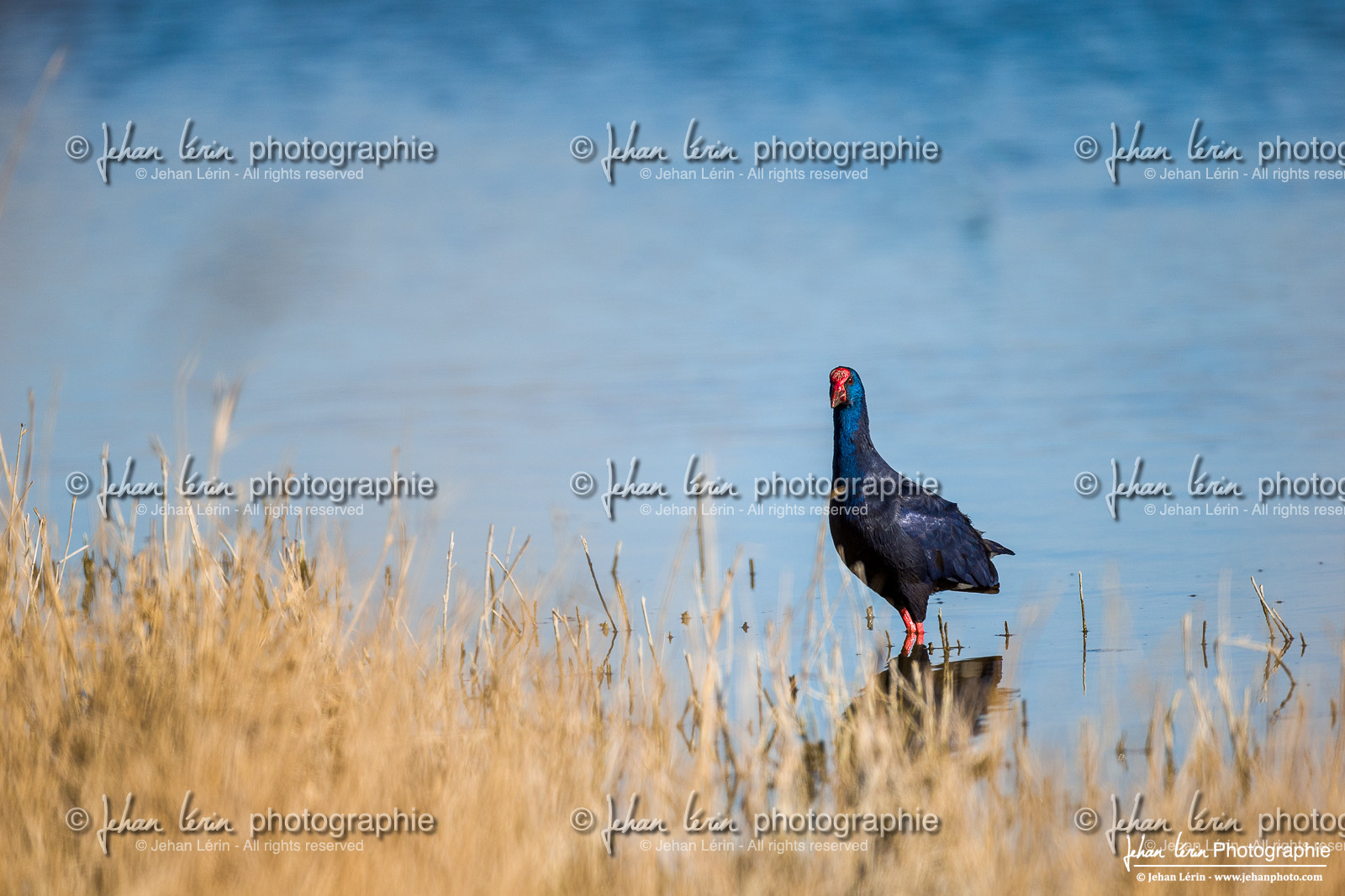Talève Sultane - Western swamphen