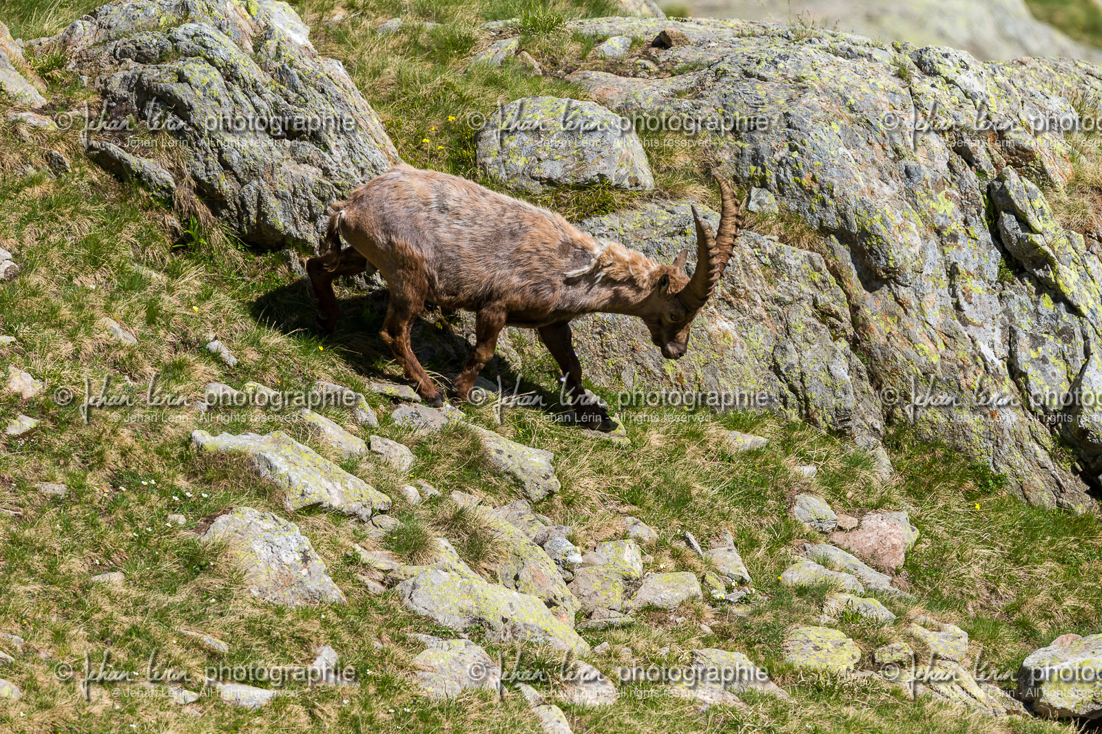 bouquetin_lac-de-fenestre_1dx_23-06-2019-0175.jpg