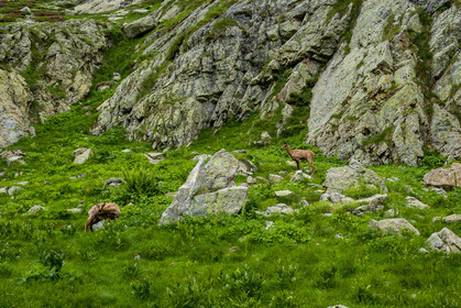 chamois_tour-du-grand-capelet_jl_1dx_15-07-2018-0050.jpg
