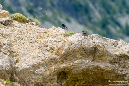 Rougequeue Noir - Black Redstart