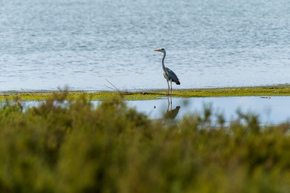 heron-cendre_le-grau-du-roi_camargue_jl_1dx_06-05-2021-0287.jpg