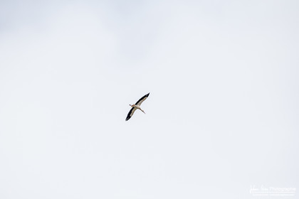 Cigogne Blanche - White Stork : Ciconia ciconia
