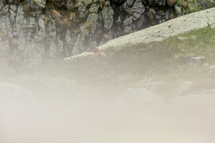 chamois_la-gordolasque_mercantour_jl_1dx_20-05-2020-0326.jpg