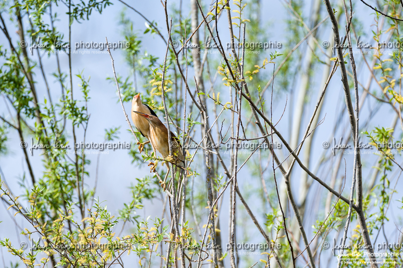 Blongios Nain - Little Bittern