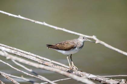 Chevalier Cul-Blanc - White-Rumped Sandpiper