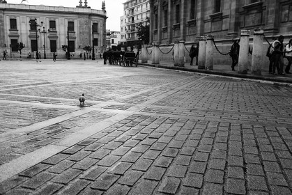 sevilla_19-01-2010-7948.jpg