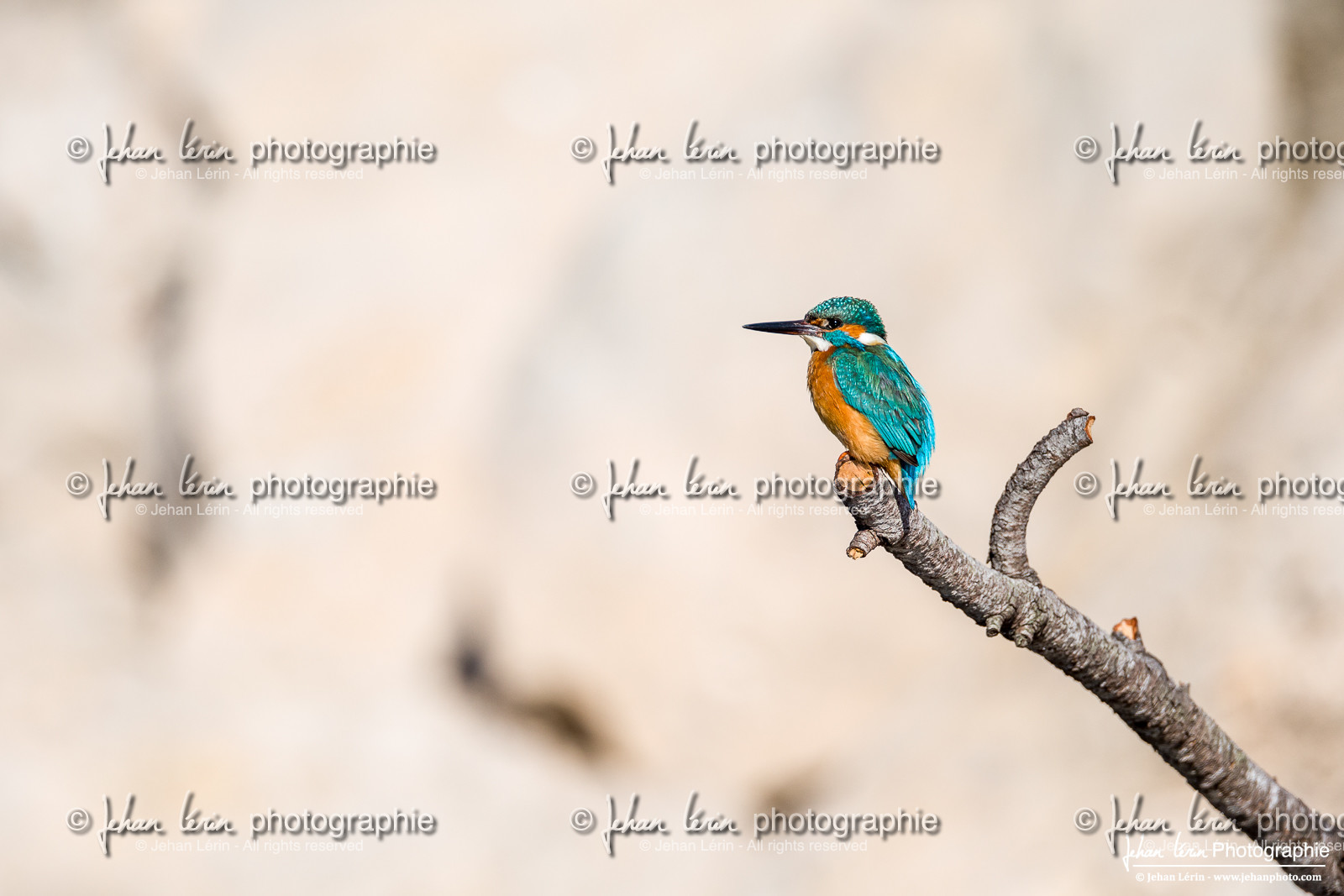 Martin-Pêcheur - Common Kingfisher
