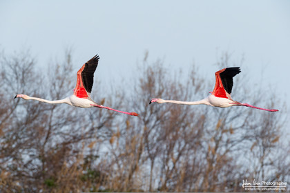 Flamant Rose - Greater Flamingo