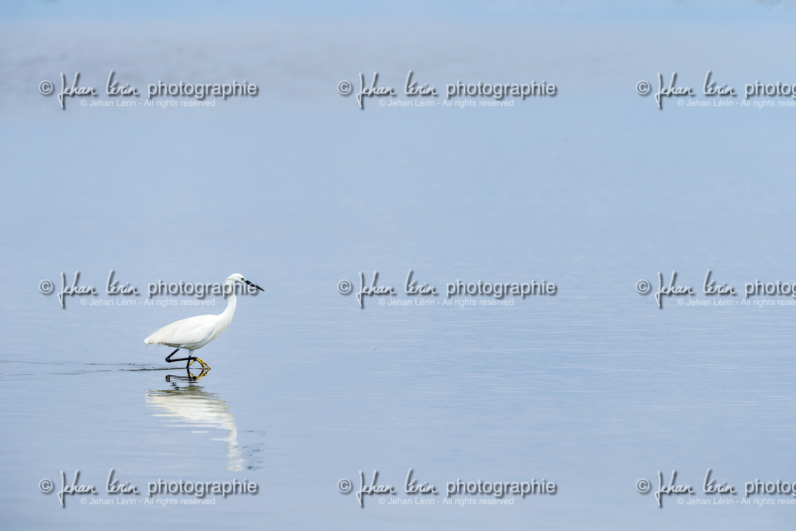 aigrette-garzette_stes-maries-de-la-mer_camargue_jl_1dx_06-05-2021-0176.jpg