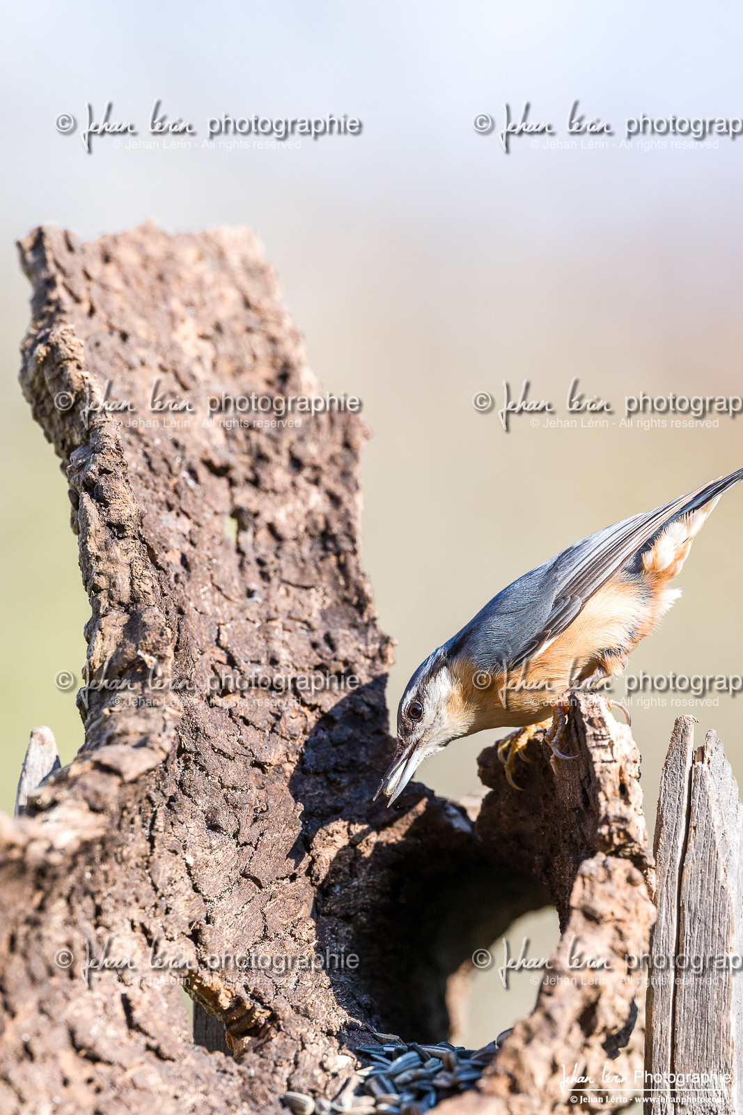 Sittelle Torchepot - Eurasian Nuthatch