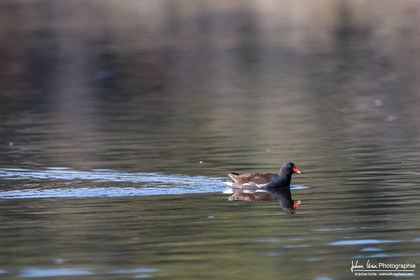 Gallinule Poule d Eau  -  Common Moorhen