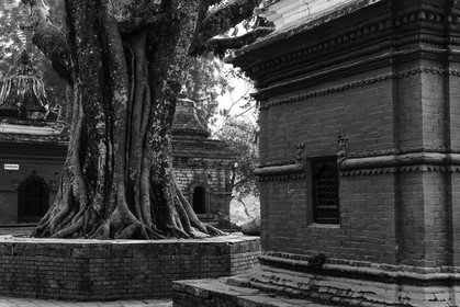 nepal_kathmandu_pashupatinath_10-02-2013-36342.jpg
