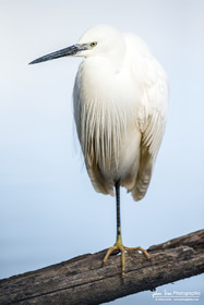 Aigrette Garzette - Little Egret