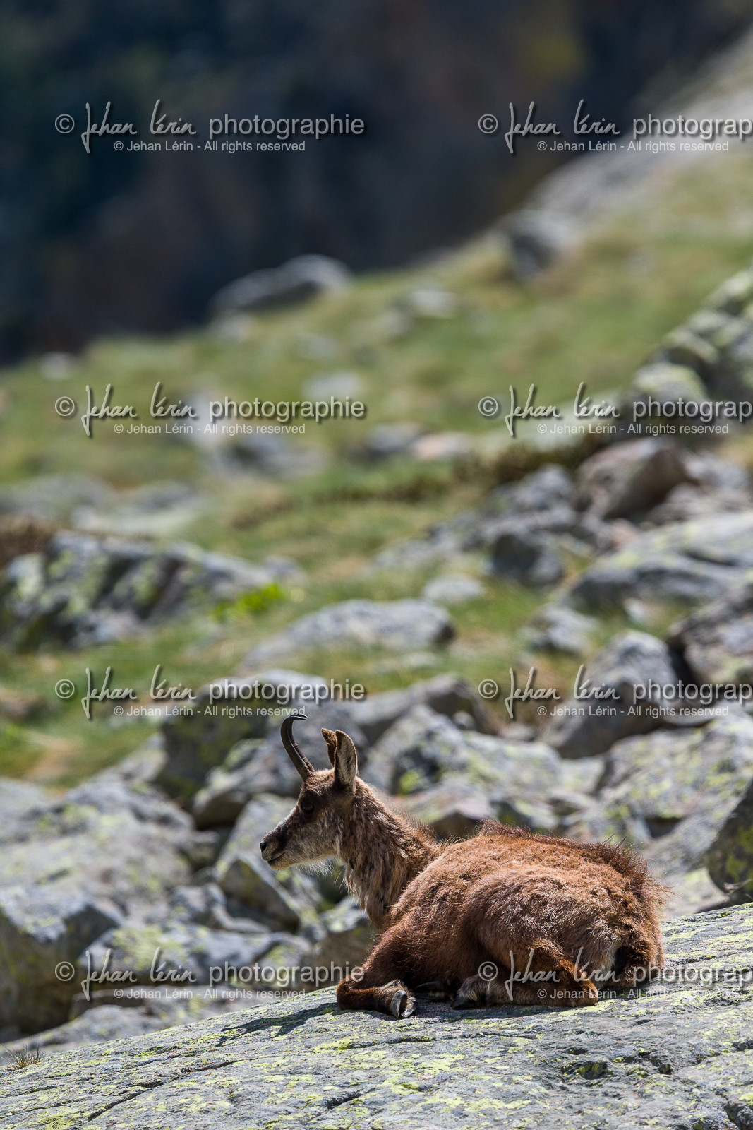 chamois_la-gordolasque_mercantour_jl_1dx_20-05-2020-0748.jpg