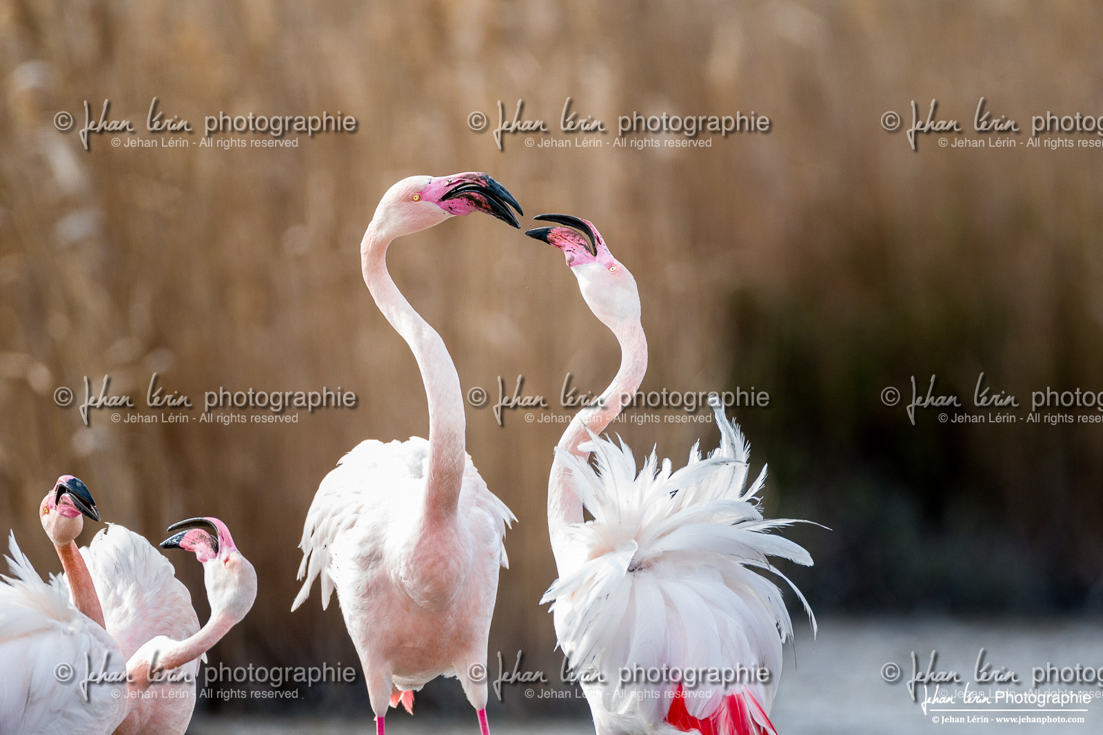 Flamant Rose - Greater Flamingo