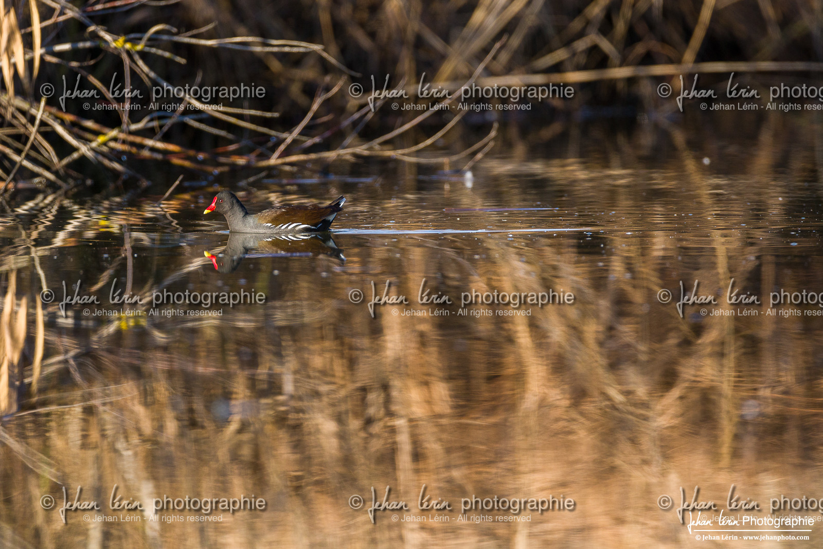 Gallinule Poule d Eau  -  Common Moorhen