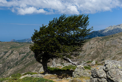 gr20_corse_jl_1dx_25-07-2016-0960.jpg