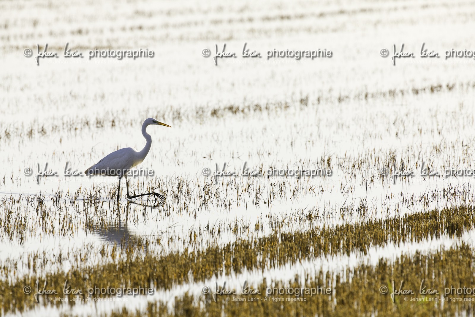 l-albufera_valencia_18-01-2012-0108.jpg