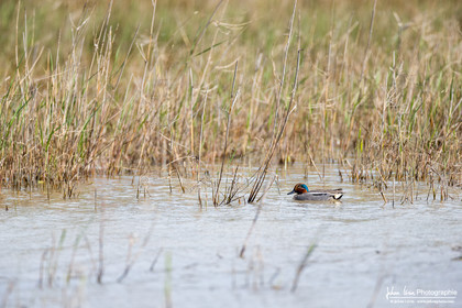 Sarcelle d'Hiver - Eurasian Teal