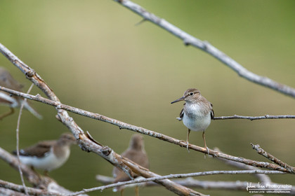 Chevalier Cul-Blanc - White-Rumped Sandpiper