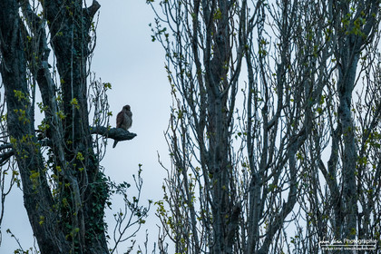 Faucon Crécerelle - Kestrel : Falco tinnunculus