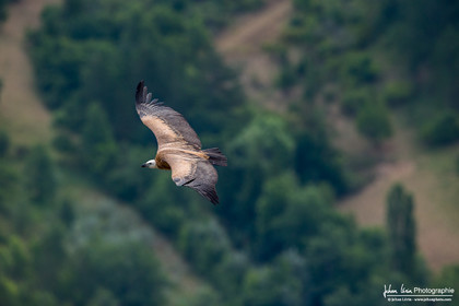 Vautour fauve