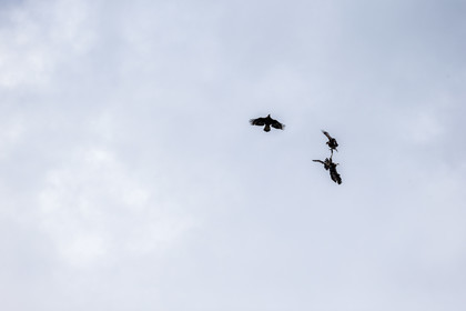 aigles-royaux_vignols_roubion_tinee_alpes-maritimes_jehan-lerin_jl_1dx_30-05-2022-0049.jpg