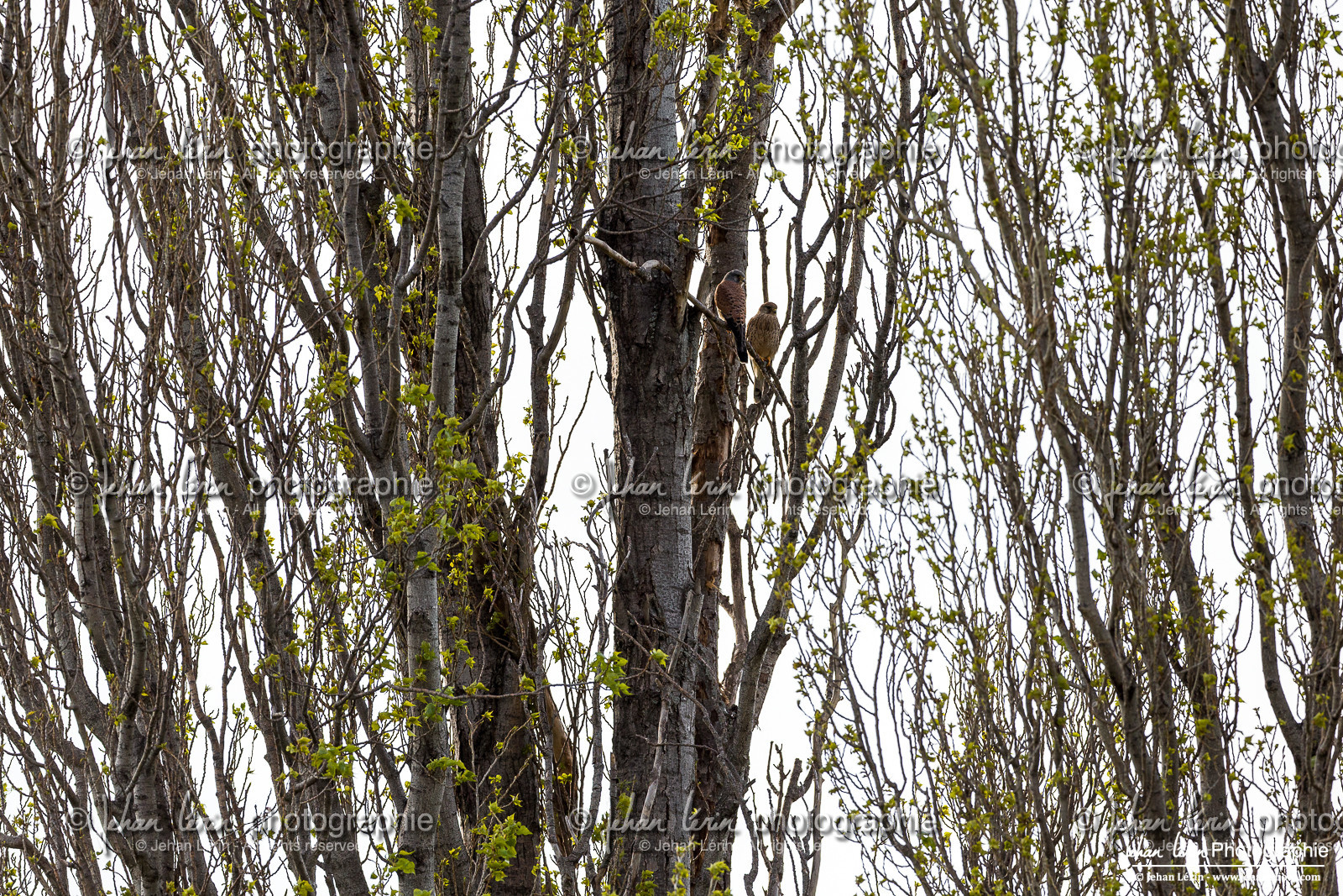 Faucon Crécerelle - Kestrel : Falco tinnunculus