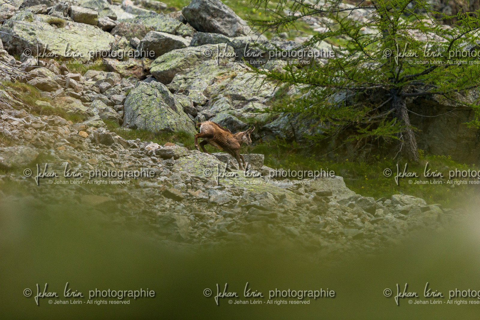 chamois_la-gordolasque_mercantour_jl_1dx_20-05-2020-0110.jpg