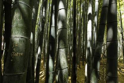 bambouseraie_arashiyama_kyoto_japon_jl_5d3_10-05-2014-1678.jpg