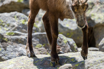 chamois_la-gordolasque_mercantour_jl_1dx_20-05-2020-0706.jpg
