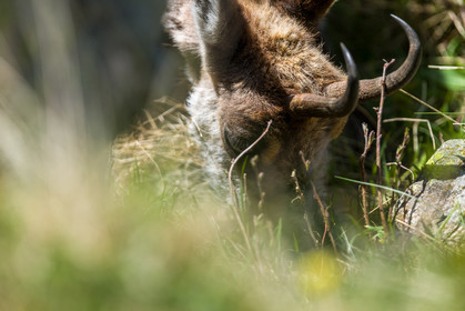 chamois_la-gordolasque_mercantour_jl_1dx_20-05-2020-0709.jpg