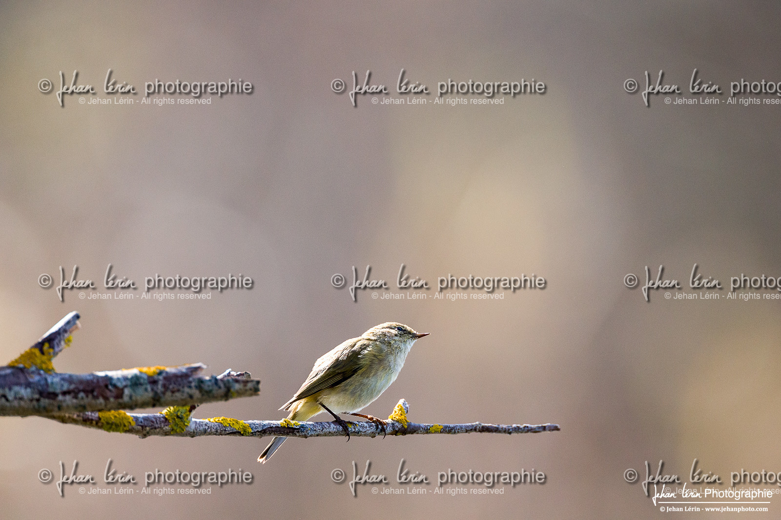 Pouillot Véloce - Common Chiffchaff