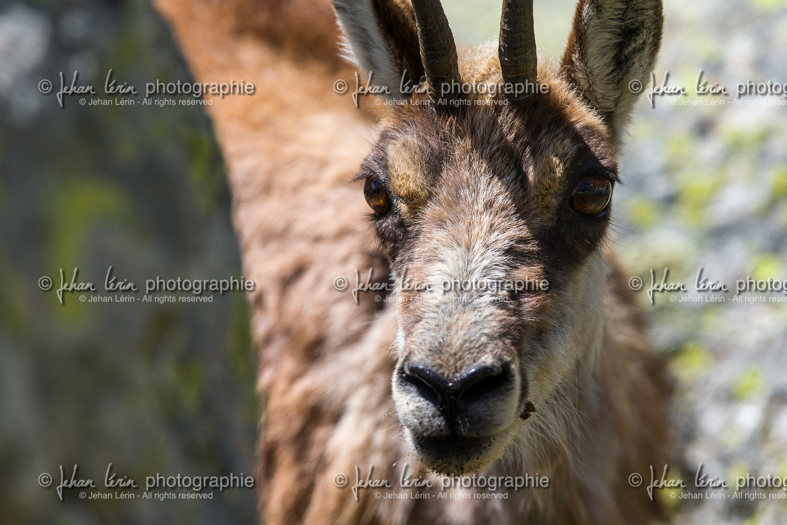 chamois_la-gordolasque_mercantour_jl_1dx_20-05-2020-0722.jpg