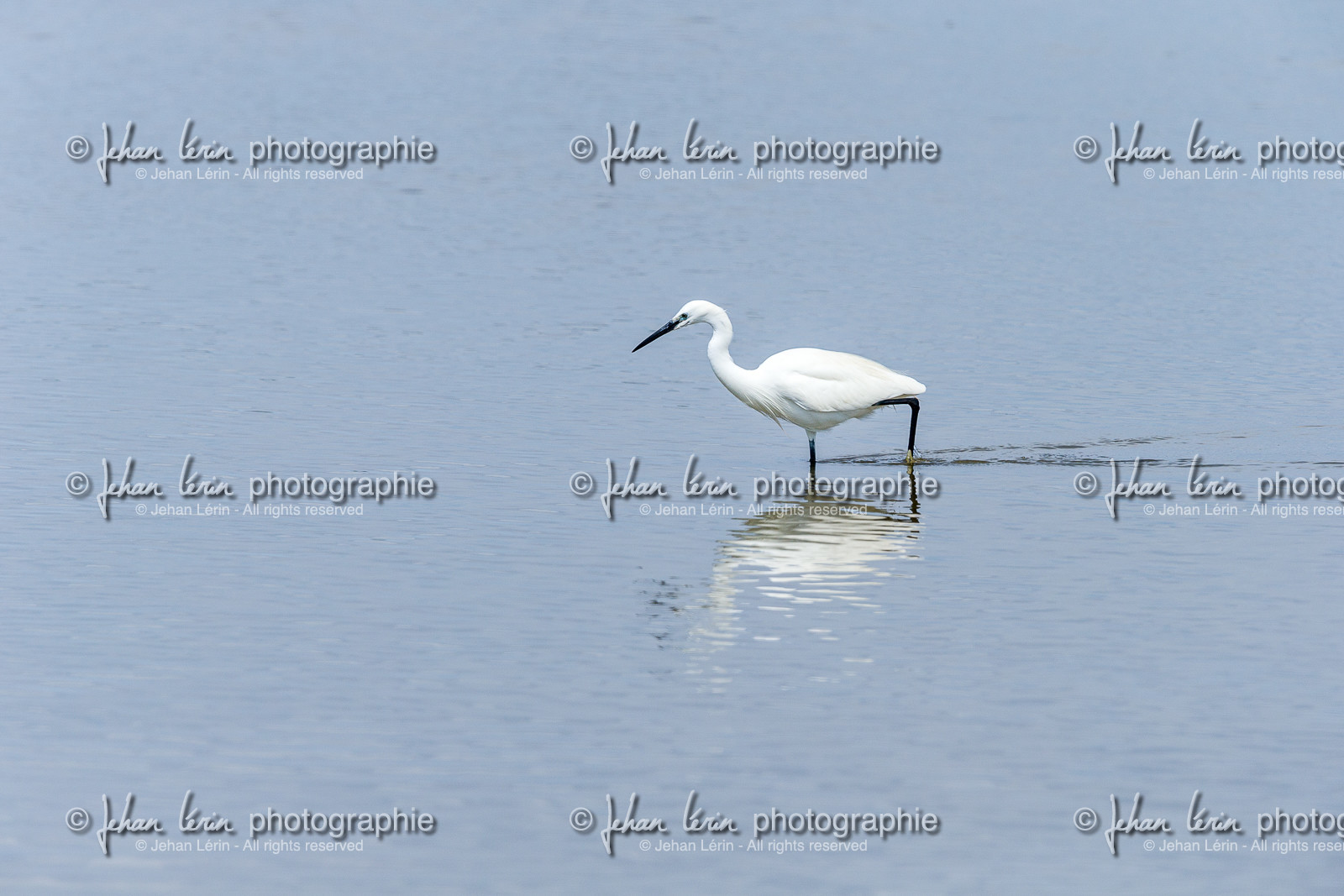 aigrette-garzette_stes-maries-de-la-mer_camargue_jl_1dx_06-05-2021-0145.jpg