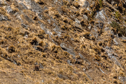 Tahr, chèvre sauvage, Nepal