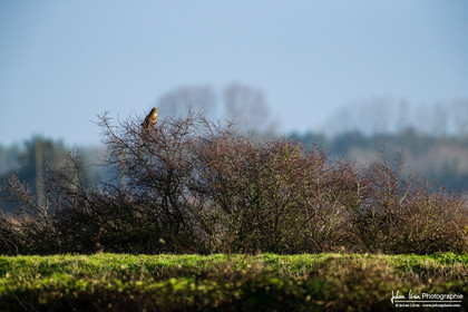 Buse Variable - Common Buzzard