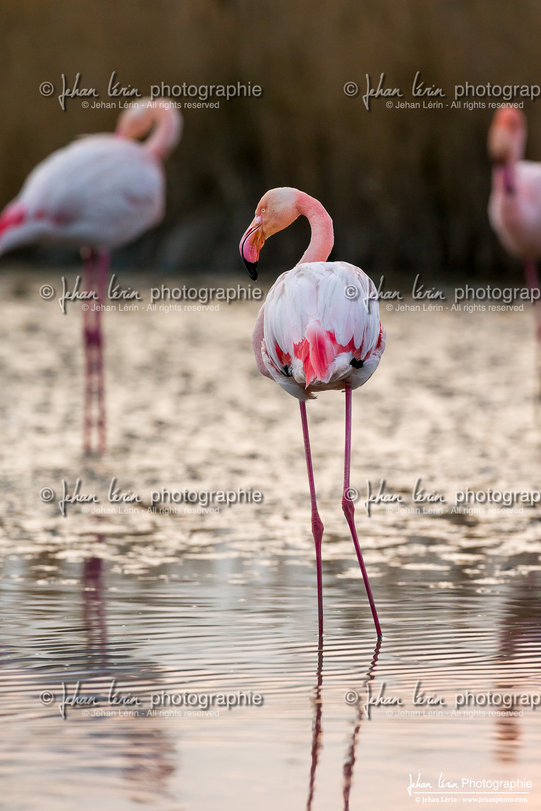 Flamant Rose - Greater Flamingo