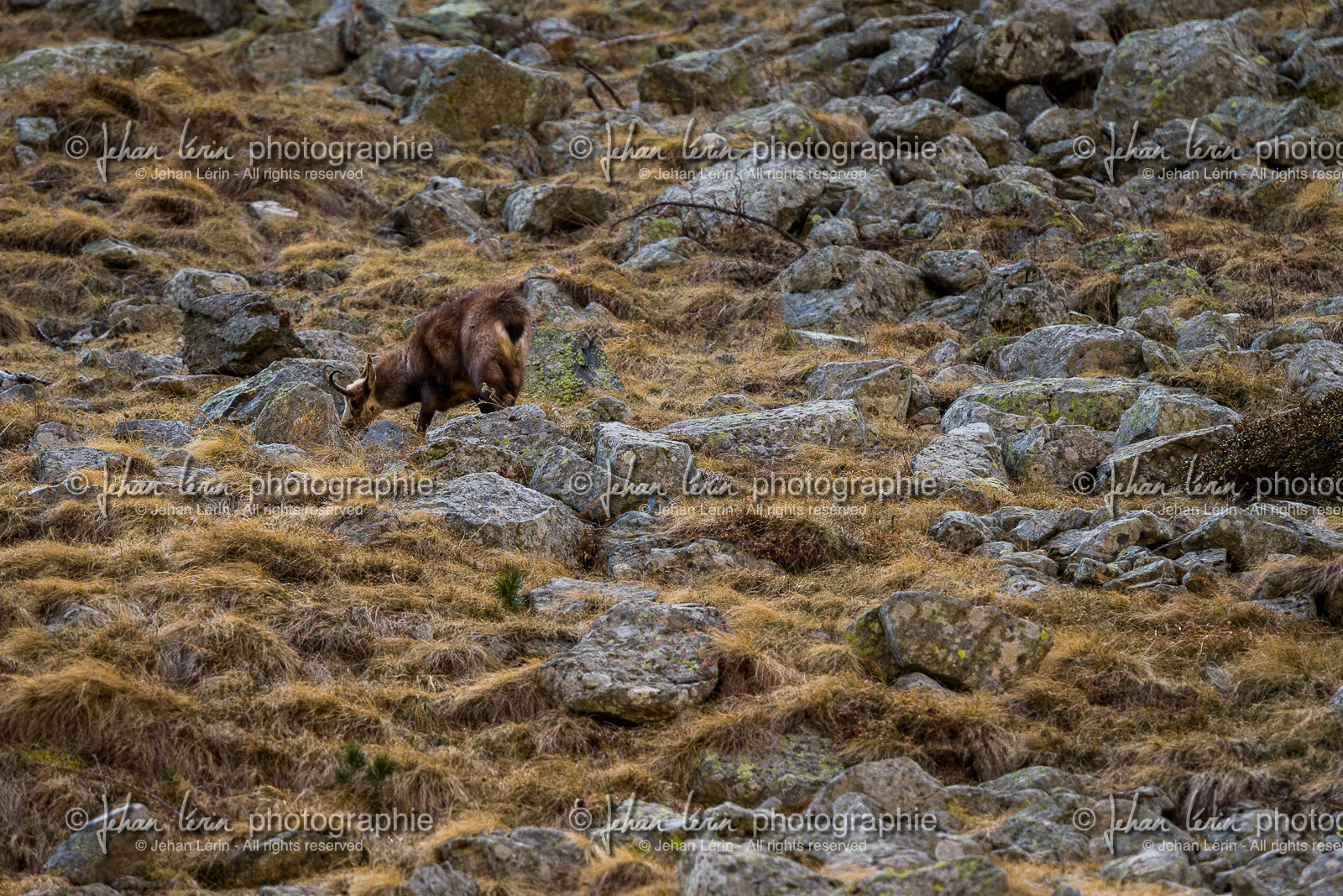 chamois_alpes-maritimes_jl_1dx_29-03-2019-0015.jpg