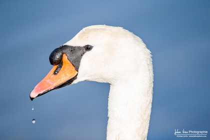 Cygne Tuberculé - Mute Swan