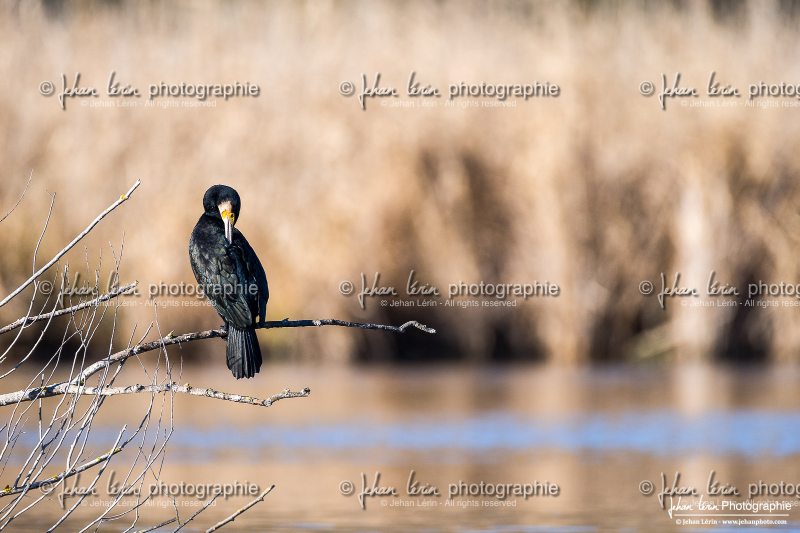 Grand Cormoran - Great Cormorant