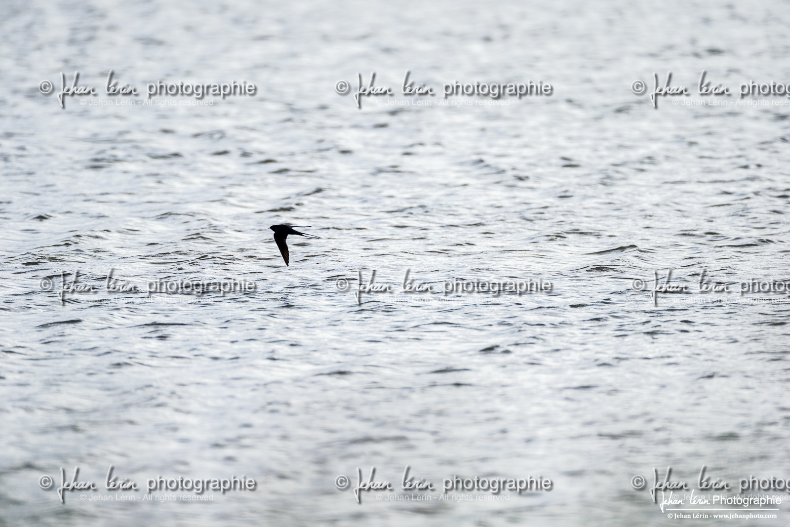 Hirondelle Rustique - Barn Swallow