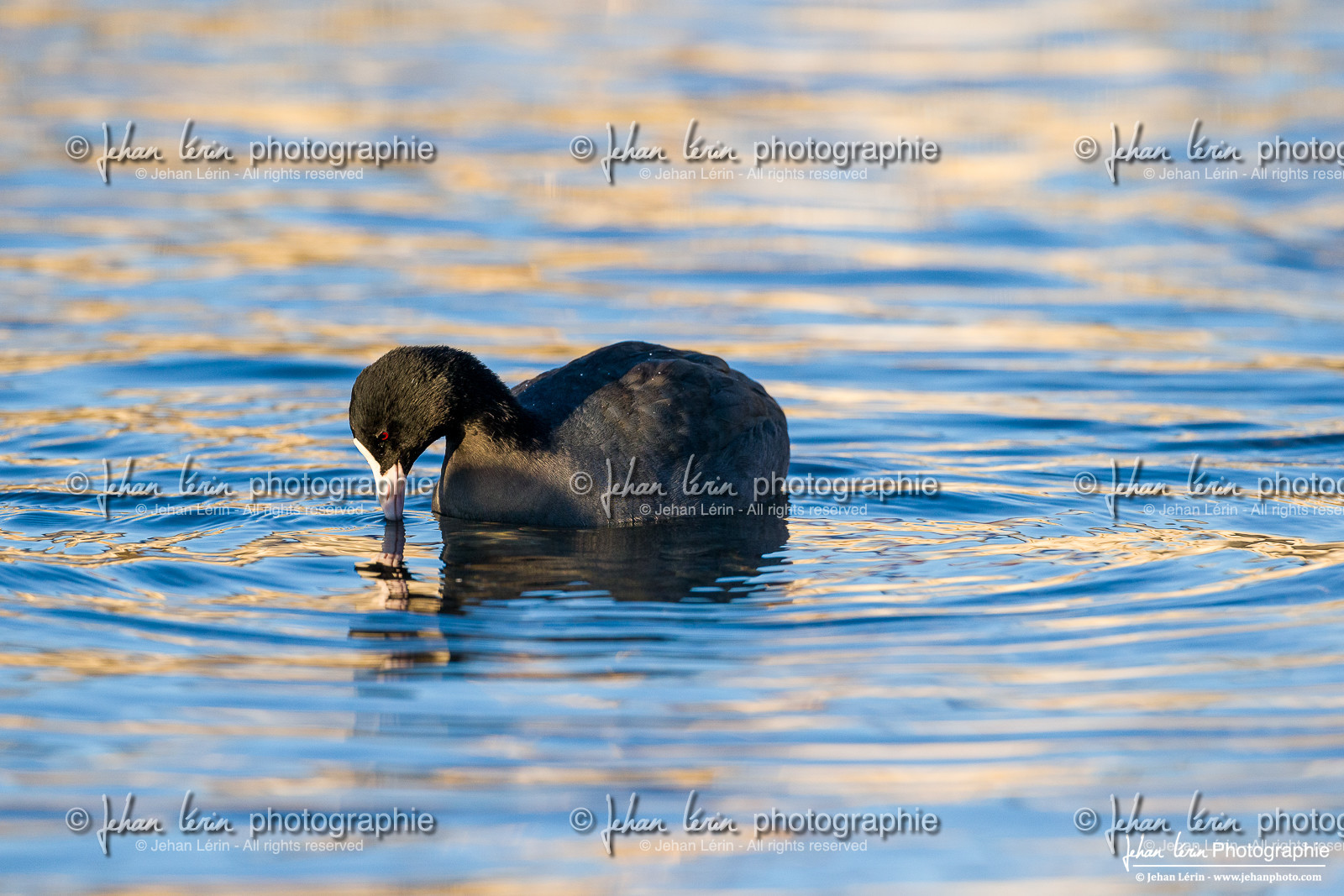 Foulque Macroule - Eurasian Coot : Fulica atra