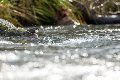Cincle Plongeur - White-throated dipper  : Cinclus Cinclus