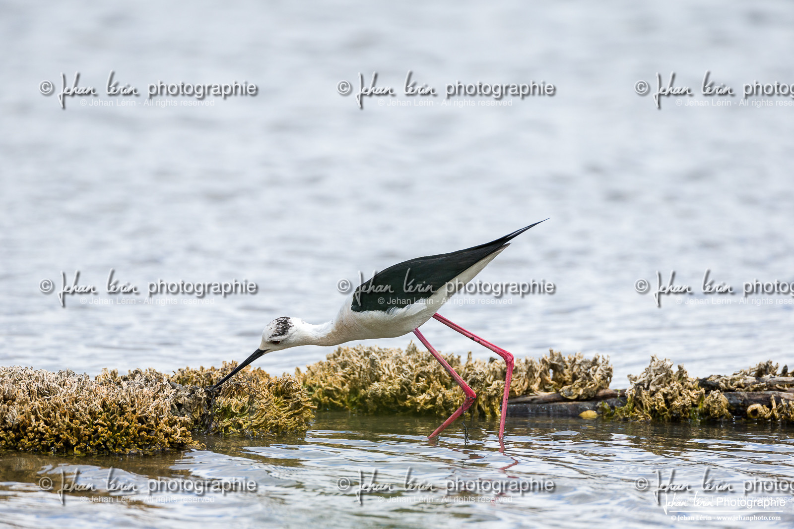 Échasse Blanche - Black Winged Stilt