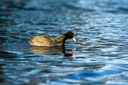 Foulque Macroule - Eurasian Coot : Fulica atra
